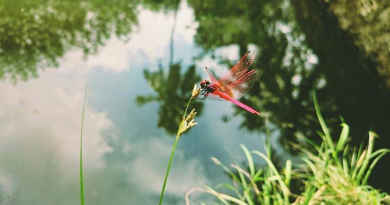 Unsplash/Varun Raghav